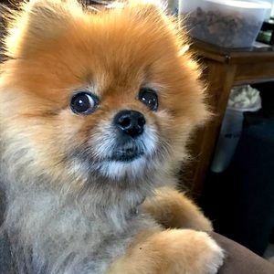 Meet your Posher, William